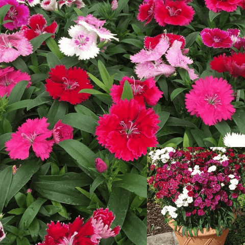 Dianthus Ideal Mix White Pink Red Purple Plant 1Gallon Sweet William Plant House Live Plant Onsale Mr7Ht7