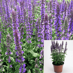 Meadow Sage Purple Alviauba May Night 1Gallon Plant Meadow Sage Purple Rain Live Plant Ht7