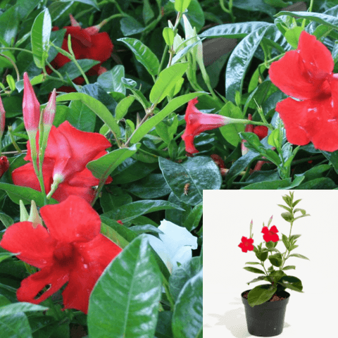 Mandevilla Red 1 Gallon Red Dipladenia Vine Plant 1 2Ft Tall Flower Outdoor Live Plant Bell Flower Ht7
