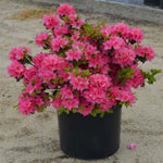 Azalea Brilliant 3Gallon Pot Rhododendron Brilliant Pink Plant Shrub Outdoor Live Plant Ho7