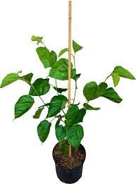 Fruit Mulberry Pakistan Plant 5 GallonPlant Himalayan Mulberries Plant Shahtoot Plant Outdoor Plant Fruit Tree Live Plan