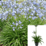 Agapanthus Africanus Queen Anne 5Gallon Plant African Lily Powder Blue Semi Dwarf Lily Of Nile Live Plant
