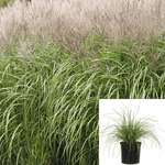 Miscanthus Sinensis Plant Morning Light Grass Japanese Silver Grass Plant 5Gallon Live Plant Outdoor Plant Grassgr7 Ht7 Best