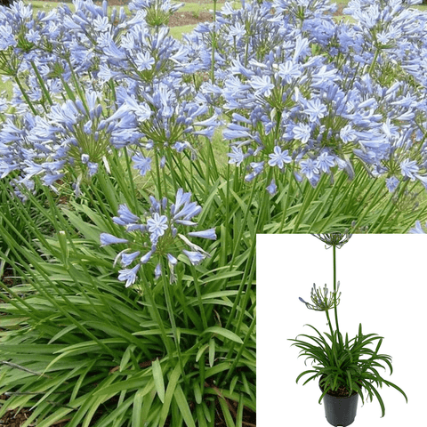 Agapanthus Africanus Queen Anne 1Gallon Plant African Lily Powder Blue Semi Dwarf Lily Of Nile Live Plant Fr7