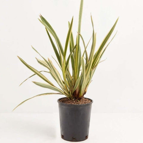 Phormium Duet 1Gallon New Zealand Flax Plant Yellow Mountain Flax Plant Swamp Flax Live Plant Outdoor Fr7