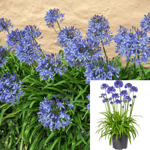 Agapanthus Africanus Deja Sky Blue Plant Lily Of The Nile 5Gallon A+ Live Plant Fr7