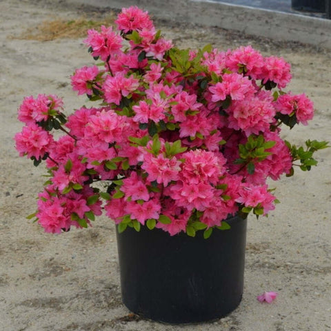 Azalea Brilliant 3Gallon Pot Rhododendron Brilliant Pink Plant Shrub Outdoor Live Plant Ho7