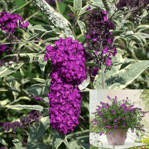 Buddleia Davidii Harlequin 5Gallon Buddleia Davidii Harlequin Purple Buddleia Davidii Harlequin Ht7 Mr7