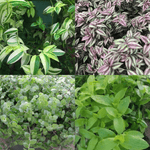 20 Cuttings Mix 4Types Jew 5Each Variegated Jew Yellow And Green Purple Wandering Jew Green Wandering Jew Bolivian Jew 3