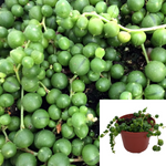 String Of Pearl Plant Senecio Rowleyanus Agavaceae Succulent Drought Tolerant 4Inches Pot House Live Plant Ht7 Best