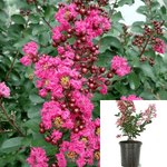 Lag Pink Velour Multi Pink 5 Gallon Crape Myrtle Neon Plant Lager Live Plant Fr7
