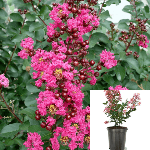 Lag Pink Velour Multi Pink 5 Gallon Crape Myrtle Neon Plant Lager Live Plant Fr7