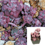 Sedum Spathulifolium Agavaceae Succulent Drought Tolerant 4Inches Pot Houseplant S Succulent Drought Tolerant Live Ht7 Best