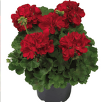 Geranium Ivy Red 2 Gallon Pelargonium X Hortorum Red Plant Flower Outdoor Live Plant Ht7 Best