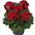 Geranium Ivy Red 2Gallon Pelargonium X Hortorum Crane'S Bill   Red Plant Flower Outdoor Live Plant Ht7