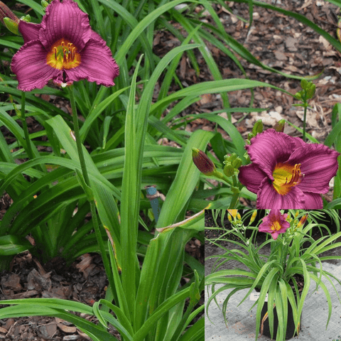 Hemerocallis Plum Perfect Purple 5Gallon Hemerocallis Plum Perfect Plum Perfect Daylily Plant Perennials Outdoor Live Pl