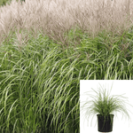 Miscanthus Sin Morning Light 1Gallon Japanese Silver Grass Plant Grass 1Gallon Live Plant Mr7