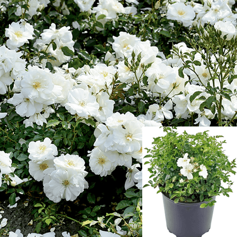 Rosa Groundcover White 5 Gallon Plant Meidel Shrub Rose Live Plant Outdoor Gr7