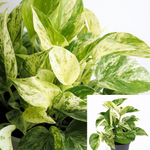 Pothos Marble Queen Pot Indoor Houses Air Purifying Vine 4Inches Pot Hanging Live Vine Plant Wall Covering Plant Ht7