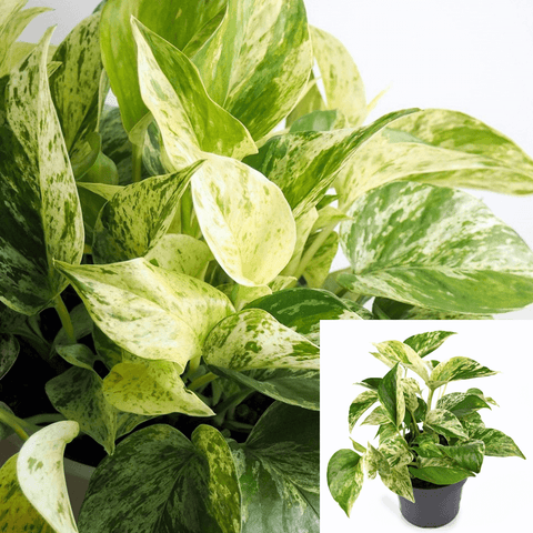 Pothos Marble Queen Pot Indoor Houses Air Purifying Vine 4Inches Pot Hanging Live Vine Plant Wall Covering Plant Ht7