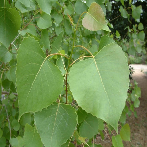 Populus Tremuloides 5Gallon Populus Fremontii 5Gallon Fremont Cottonwood Plant Western Cottonwood Live Plant Outdoor Mr7