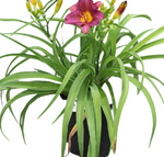 Hemerocallis Little Grapette 1Gallon Daylily Hemerocallis Little Grapette Plant Perennials Outdoor Live Plant Mght7 Best