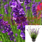 Lavandula Du Provence Plant Purple Fat Lavender 5Gallon Live Plant Outdoor Plant Shrub Gr7