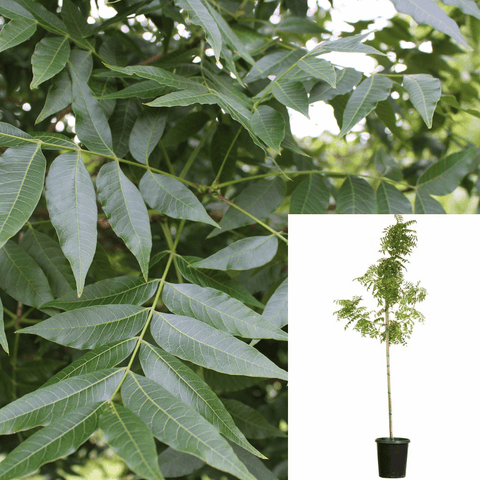 Pistacia Chinensis 5Gallon Chinese Pistache Tree Chinese Pistachio Outdoor Live Plant Ht7