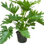 Philodendron Lickety Split Plant 8Inches 1 Gallon Ht7 2 3.5 Ft Tall Philodendron Hybrid Plant House Live Plant