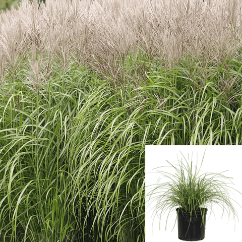 Miscanthus Morning Light 1Gallon Ornamental Grass 1Gallon Live Plant Fr7