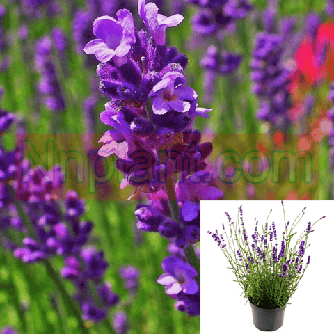Lavandula Du Provence Plant Purple 1Gallon Fat Lavender Live Plant Outdoor Gr7Ht
