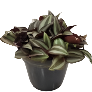 Trades Wandering Purple 4Inches Tradescantia Zebrina Agavaceae Purple Wandering Jew Succulent Drought Tolerant creeping hanging Ht7 Best