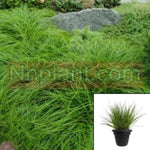 Carex Praegracilis 1 Gallon Plant Sedge Grass Live Plant Fr7