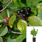 Rhamnus Frangula Columnaris Plant Tallhedge Buckthorn 5 Gallon Live Plant Ho