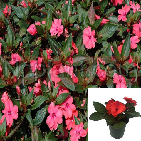 New Guinea Impatiens Light Rose 6Inches Plant Impatiens Sunpatiens Live Plant Pot Ourdoor