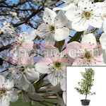 Pyrus Calleryana Aristocrat Plant Callery Pear 5Gallon White Live Plant Fr7Ht7 Best