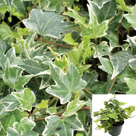 Hedera Helix White Ripple Staked 1Gallon Plant English Ivy Plant European Ivy Plant Just Ivy Outdoor Live Plant Ho7