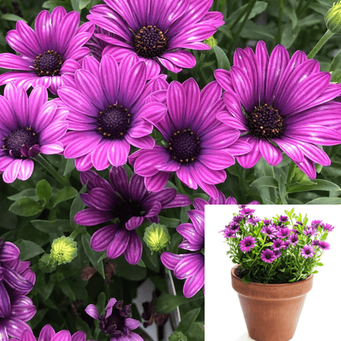 Osteospermum Purple Plant Purple Plant African Daisy Purple 1Gallon Live Plant Outdoor Plant Bush Gr7