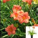 Hemerocallis South Seas 1Gallon Plant Daylily Plant Hemerocallis South Seas Daylily Flower Live Plant Gg7