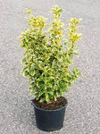 Euonymus Silver King 5Gallon Plant Japanese Spindle Silver King Plant Outdoor Flower Live Plant Ho7