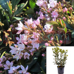 Rhaphiolepis I Jack Evans 5Gallon Rhaphiolepis Indica Jack Evans Plant Indian Hawthorn Pink Live Plant Fr7