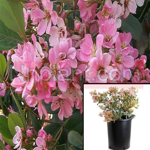 Rhaphiolepis Indica Pink Beauty 5Gallon Rhaphiolepis Indica Pink Lady Plant Indian Hawthorn Live Plant Gg7