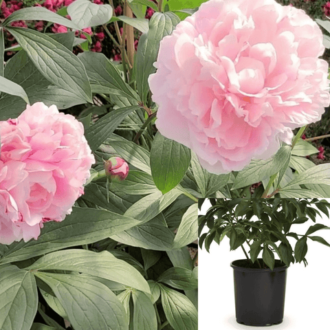 Paeonia Sarah Bernhardt 1Gallon Paeonia Lactiflora Sarah Bernhardt Pink Plant Flower Outdoor Live Plant Mr7Ht7