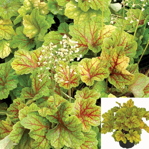 Heuchera Electra 1Gallon Plant Alumroot Plant Coral Bells Plant Electra Alumroot Outdoor Live Plant Gg7