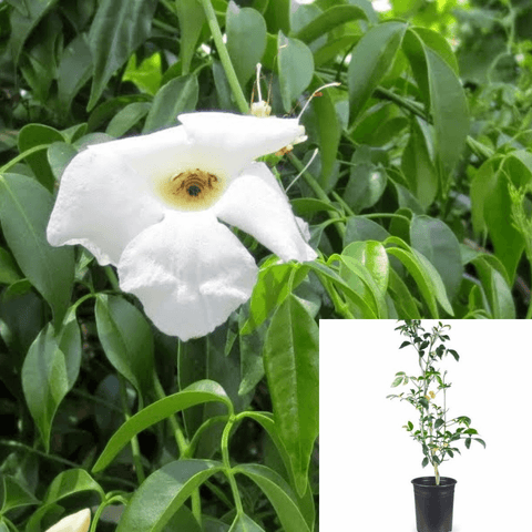 Pandorea Jasminoides White 1Gallon White Flower Pandorea Jasminoides Alba Plant White Bower Vine Live Plant Outdoor Ho7