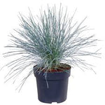Festuca Cool As Ice 1 Gallon Plant Blue Fescue Ornamental Grass Outdoor Live Plant H