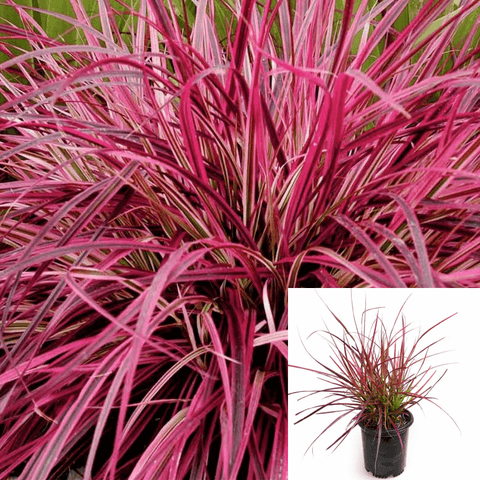 Pennisetum Fireworks 1Gallon Plant Variegated Red Fountain Grass Live Plant Outdoor Plant Grass Gr7