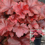 Heuchera Galaxy 1Gallon Plant Variegated Coral Bells Plant Alumroot Plant Coral Bells Outdoor Live Plant Gg7