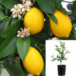 Lemon Semi Dwarf Imp Meyer Plant Improved 3 Gallon Live Plant Fruit Tree Gr7