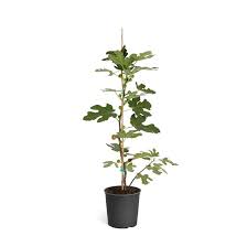 Fig Chicago Hardy 5Gallon Plant Bensonhurst Purple Fig Ficus Carica Plant Outdoor Fruit Tree Live Plant Ht7